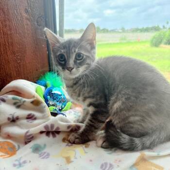 Sage -  Domestic Medium Hair and Domestic Short Hair Cat for Adoption in Harlingen, Texas - Sage | PetCurious