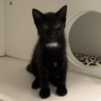 Dawson (Bonded with Dalton) -  Domestic Short Hair Cat for Adoption in Naperville, Illinois - Dawson (Bonded With Dalton) | PetCurious