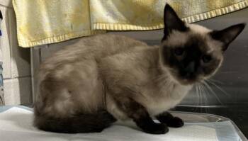 OPAL -  Domestic Short Hair Cat for Adoption in Pensacola, Florida - OPAL | PetCurious