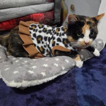 Rescue Calico Cats for Adoption in Weehawken Township, New Jersey - Titi | PetCurious