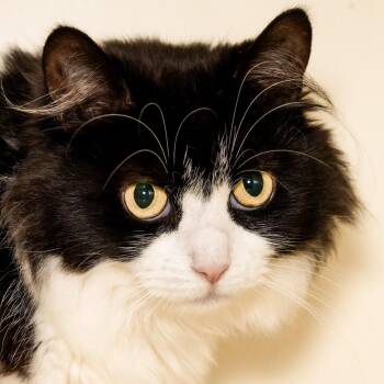 Chloe -  Domestic Medium Hair Cat for Adoption in Victor, New York - Chloe | PetCurious