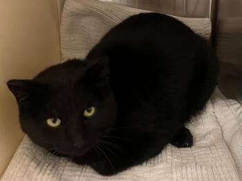 Domestic Short Hair Cats Available for Adoption - BARN MOO | PetCurious