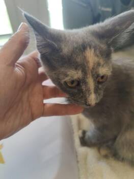 Domestic Short Hair Cats Available for Adoption in Lafayette, Indiana - Leia | PetCurious