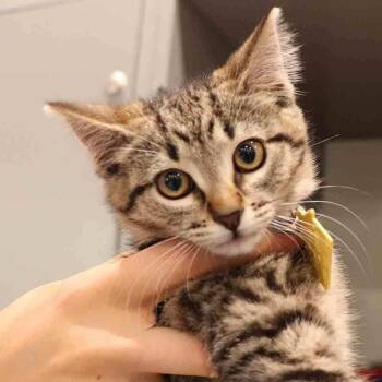 Anatolia -  Domestic Short Hair Cat for Adoption in Port Washington, New York - Anatolia | PetCurious