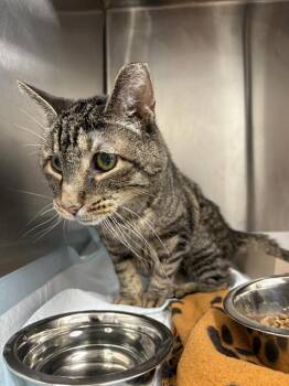DELILAH -  Domestic Short Hair Cat for Adoption in Indianapolis, Indiana - DELILAH | PetCurious