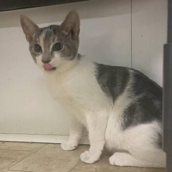 Turnip -  Domestic Short Hair Cat for Adoption in Monroe, Louisiana - Turnip | PetCurious