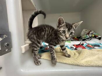 SABRINA CARPENTER -  Domestic Short Hair Cat for Adoption in Salinas, California - SABRINA CARPENTER | PetCurious