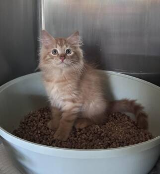 Haji -  Domestic Long Hair and Tabby Cat for Adoption in Emerald Isle, North Carolina - Haji | PetCurious