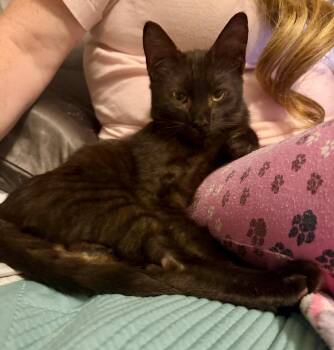 Domestic Short Hair Cats Available for Adoption in Augusta, Georgia - Chocolate Chip | PetCurious