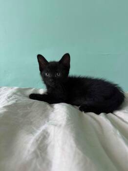 Midnight Shandy -  Domestic Short Hair Cat for Adoption in Trenton, New Jersey - Midnight Shandy | PetCurious