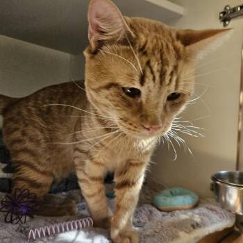 Super Boy -  Domestic Short Hair Cat for Adoption in Phoenixville, Pennsylvania - Super Boy | PetCurious