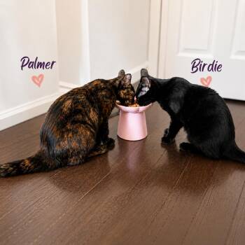 Augusta, Birdie & Palmer -  American Shorthair Cat for Adoption in Westwood, New Jersey - Augusta, Birdie & Palmer | PetCurious