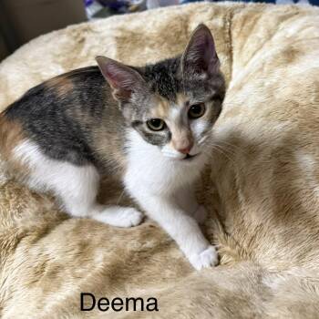 Deema -  Domestic Short Hair Cat for Adoption in Logan, Ohio - Deema | PetCurious