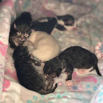Tassle -  Domestic Medium Hair Cat for Adoption in Kenai, Alaska - Tassle | PetCurious