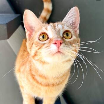 Domestic Short Hair Cats Available for Adoption - Rhonda | PetCurious