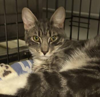 Hopscotch -  Domestic Short Hair Cat for Adoption in Marblehead, Massachusetts - Hopscotch | PetCurious