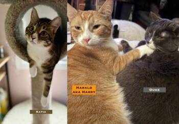 Rescue Domestic Short Hair Cats for Adoption in Minneapolis, Minnesota - Duke / King Harald / Katja | PetCurious