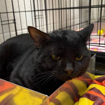 Solomon -  Domestic Short Hair Cat for Adoption in Harrisonburg, Virginia - Solomon | PetCurious
