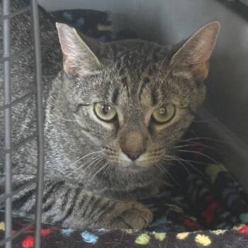 Domestic Short Hair Cats Available for Adoption in La Grange, Kentucky - Julieta | PetCurious