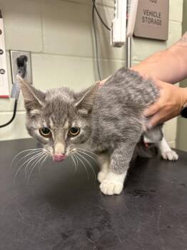 PIPPIN -  Domestic Short Hair Cat for Adoption in Minneapolis, Minnesota - PIPPIN | PetCurious