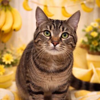 Domestic Short Hair Cats Available for Adoption - Bananas | PetCurious