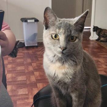 Domestic Short Hair Cats Available for Adoption in Mount Pleasant, Texas - Ayana | PetCurious