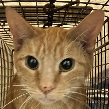 Ray -  Domestic Short Hair Cat for Adoption in Las Cruces, New Mexico - Ray | PetCurious