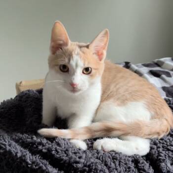 Rescue Domestic Short Hair Cats for Adoption in Greenfield, Indiana - Caramel Swirl Ice Cream | PetCurious