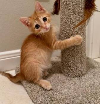 MACARONI -  Domestic Short Hair Cat for Adoption in Conroe, Texas - MACARONI | PetCurious