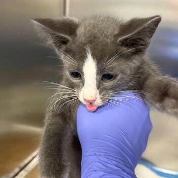 Sunoco -  Domestic Short Hair Cat for Adoption in Greensboro, North Carolina - Sunoco | PetCurious