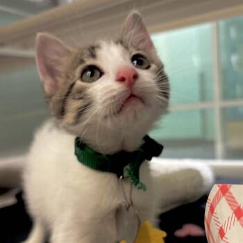 Domestic Short Hair Cats Available for Adoption in St. Louis, Missouri - FINCH | PetCurious