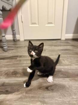 Pip -  Domestic Short Hair Cat for Adoption in Liverpool, Texas - Pip | PetCurious