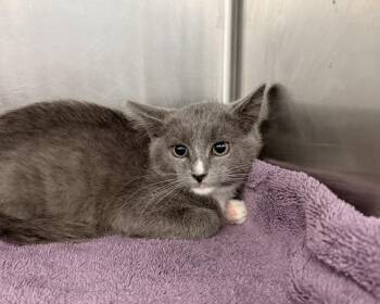 Brudda (with Sistah) -  Domestic Short Hair Cat for Adoption in Richmond, Virginia - Brudda (with Sistah) | PetCurious