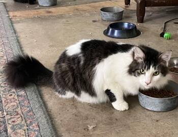 Rescue Domestic Medium Hair Cats for Adoption in Theodore, Alabama - Josie | PetCurious