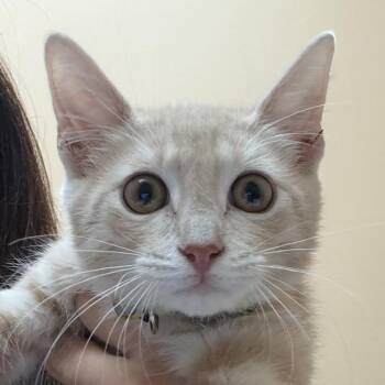 Queso -  Domestic Short Hair Cat for Adoption in Midland, Texas - Queso | PetCurious