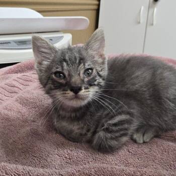 August -  Domestic Short Hair Cat for Adoption in Milan, Illinois - August | PetCurious