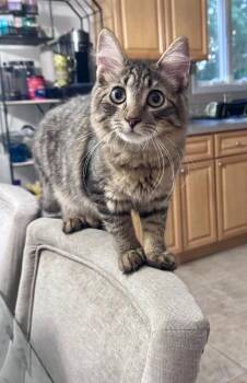Torrin -  Domestic Long Hair Cat for Adoption in North Babylon, New York - Torrin | PetCurious