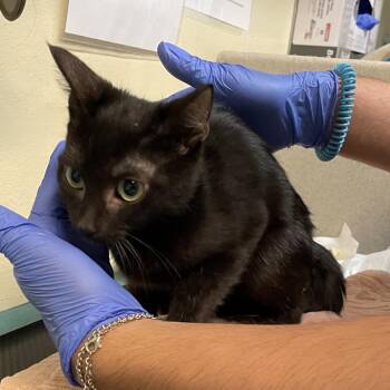 Sprite -  Domestic Short Hair Cat for Adoption in Pasadena, California - Sprite | PetCurious