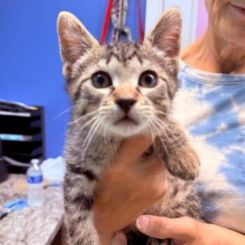 Ari -  Domestic Short Hair Cat for Adoption - Ari | PetCurious