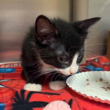 Matt -  Domestic Short Hair Cat for Adoption in Milan, Illinois - Matt | PetCurious