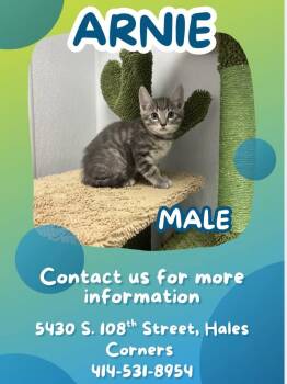 Domestic Short Hair Cats Available for Adoption in Muskego, Wisconsin - Arnie - Sweet And Affectionate Kitten | PetCurious