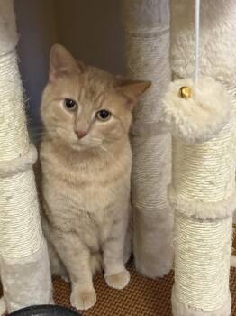 Sam -  Domestic Short Hair Cat for Adoption in Bloomington, Illinois - Sam | PetCurious