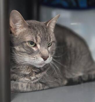 Domestic Short Hair Cats Available for Adoption - Beans | PetCurious