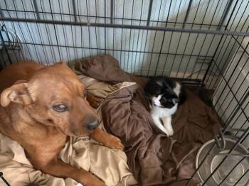 Gravy -  Domestic Medium Hair Cat for Adoption in Lincoln, California - Gravy | PetCurious