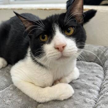 Domestic Short Hair Cats Available for Adoption - Jackson | PetCurious