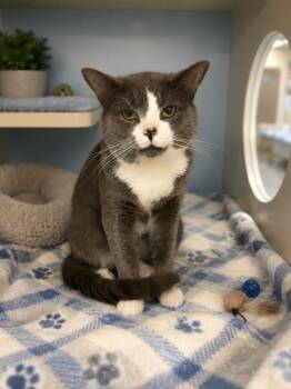 BOBO -  Domestic Short Hair Cat for Adoption - BOBO | PetCurious