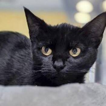 Domestic Short Hair Cats Available for Adoption in Webster, Texas - Pluto | PetCurious