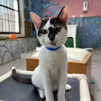Rescue Domestic Short Hair Cats for Adoption in Laredo, Texas - Anubis | PetCurious