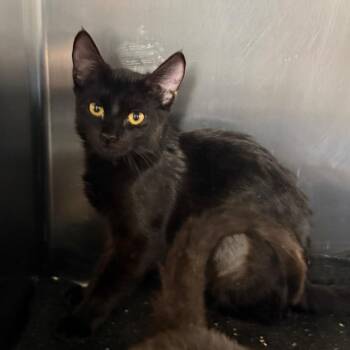 Noir -  Domestic Medium Hair Cat for Adoption in Spokane, Washington - Noir | PetCurious