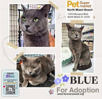 Blue -  Domestic Short Hair Cat for Adoption in Miami, Florida - Blue | PetCurious